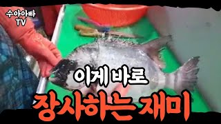 자연산 돌돔 손질부터 시식까지 풀 라이브영상 [수아아빠TV]