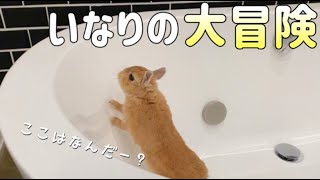 初めての家族旅行にワクワクが止まらないうさぎ【No.068】