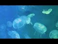 jellyfish sleep method to help with insomnia☁sleep music to help the body relax.