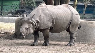 The Alipore Zoological Garden in Kolkata