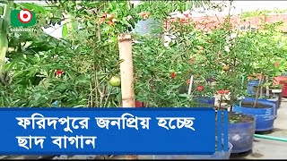 ফরিদপুরে জনপ্রিয় হচ্ছে ছাদ বাগান