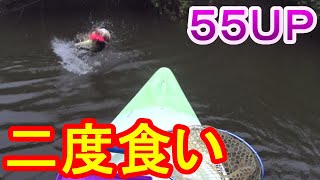 トップウォーター二度食いで秋の５５ＵＰ！！【バス釣り】