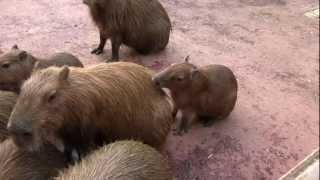 カピバラ　（埼玉県こども動物自然公園篇）柵よりも