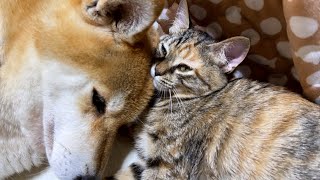 柴犬を抱き枕にして寝る子猫を抱き枕にする子猫