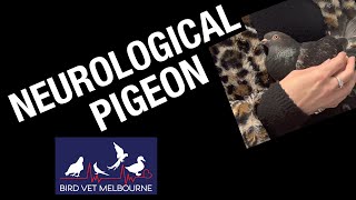 Elderly Pigeon with Neurological Issues gets 15th Hormone Implant!