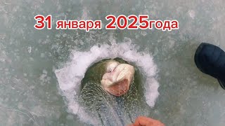 Мои две хапуги уделали всех рыбаков на водоеме #рыбалка #fishing #낚시 #carpfishing #кинонавечер