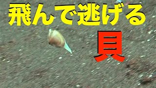 【 チゴバカガイ 】飛んで逃げる二枚貝　Mactra nipponica