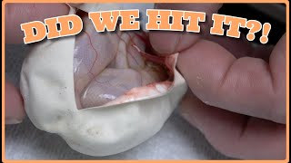 Cryptic Ultramel Ball python Egg Cutting!