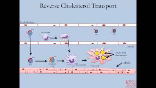 Lipids and Lipoproteins - Part 4 (Reverse Cholesterol Transport Pathway)