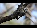 2024 野鳥 no12 4k軽井沢の冬 野鳥の森 散歩道 karuizawa winter wild bird forest walking path 野鳥 風景