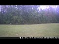 doe cross south pasture trail cam clip