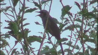 ヒヨドリの鳴き声（4種類） Brown-eared Bulbul