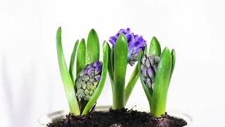 Time Lapse Of Hyacinth Flowers Opening
