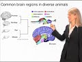 brain homologies cori bargmann rockefeller hhmi