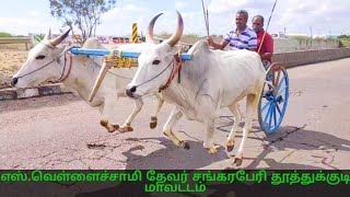 எஸ்.வெள்ளைச்சாமி தேவர் சங்கரபேரி பந்தயக்காளை சவாரி தூத்துக்குடி மாவட்டம்@vetrikana Kalam YouTube