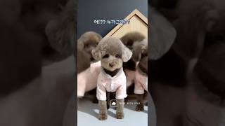 엄마가 계모인가? 의심하는 분신술 강아지 #funnyshorts #poodle #cutedog #똑똑이 #말하는강아지 #분신술