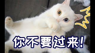 【萌宠迷雾剧场】异瞳猫看见奇怪的事情！