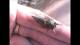 cicada mating call
