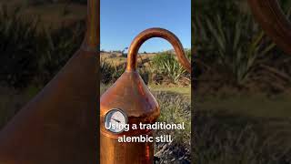 Rosemary Oil Distillation: The Art of Alembic using a traditional copper still