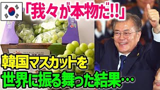 【海外の反応】「日本では偽物にご注意ください！」韓国と日本を取材したイタリア人記者→日本の”シャインマスカット”を一口食べて衝撃を受けるｗ【総集編】