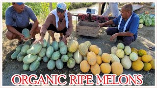 HOW FARMERS COLLECT MELONS IN UZBEKISTAN. RIPE ORGANIC MELONS.