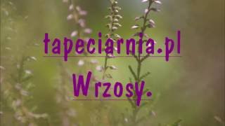 tapeciarnia.pl    Tapety na pulpit  -  WRZOS.