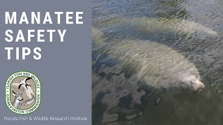 Manatee Safety Tips from the FWC