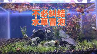 讓魚缸水草冒泡的方法，古法生態缸不是水草缸，不必在意水草冒泡