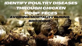 Avoiding Mortality during Brooding | Broiler Brooding Management (Day 12)