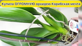 На это надо обратить внимание ПРИ ПОКУПКЕ орхидей ОГРОМНАЯ ОРХИДЕЯ Карибская мечта