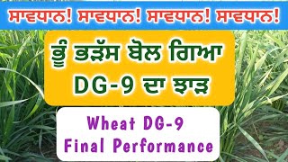 DG-9 ਨਹੀਂ ਉੱਤਰੀ ਉਮੀਦਾਂ 'ਤੇ ਖ਼ਰੀ || ਦਾਅਵਿਆਂ ਨੂੰ ਲਾ ਗਈ ਦਾਗ || Wheat DG-9 Final Performance