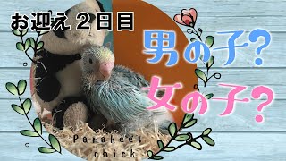 【お迎え2日目】セキセイインコ雛　この子は男の子？女の子？