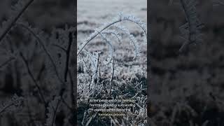 The Enchanting Science of Frost Flowers: Nature’s Winter Magic Unveiled