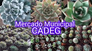 CADEG RJ Tem muitas plantas!#fypyoutube #fypviral #suculentas #cactos #flores#vida#sol #viral#jardim