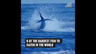 6 of the Hardest Fish to Catch in the World