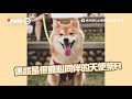 柴犬卡門縫露心虛笑容　秒被媽抓包偷咬襪子｜狗｜寵物｜闖禍｜精選影片