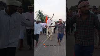 Mudhol race bulls|| ಮೆಳ್ಳಿಗೇರಿ \u0026 ಮಾಲಾಪೂರ ತೆರಬಂಡಿ ಎತ್ತುಗಳು 🔥