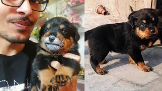 Roxy Puppies ko Milk🍼 Nahi Pila Rahi || 20 Days Old Rottweiler || Roxy Ke Puppies || Review reloaded