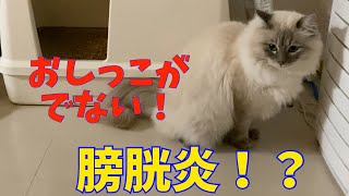 （保護猫）オス猫ジョージが膀胱炎になり病院に行ってきました