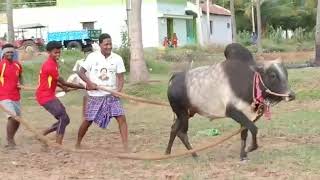 Salem neikkarapatti jallikattu