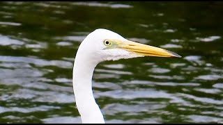 ダイサギ狛江地区 2024 08 06 #ダイサギ #野鳥 #birds #wildlife #nature #自然観察ぶらり散歩