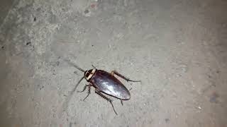 cockroach number 1 #cockroach #shorts