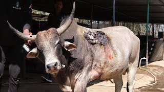 Sweetest bull horrifically wounded by car, rescued.