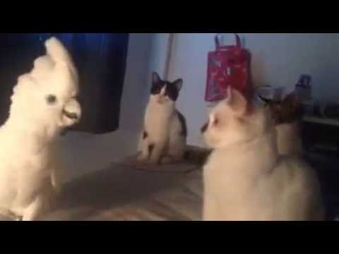 Cockatoo Meows Like a Cat Cockatoo Meows Like a Cat