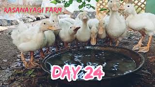 pekin duck farm பெக்கின் வாத்து வளர்ப்பு!!! 45நாளில் 2.500கிலோ உயிர் எடை ????