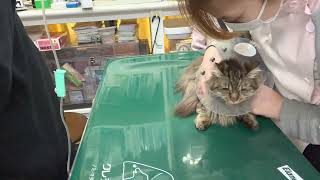 ②洋猫ミックスのあずきちゃんの治療、点眼点鼻点耳、輸液、光線照射療法、注射、インターベリー口腔内滴下、保湿ティーツリーオイルスプレー、ブラッシング