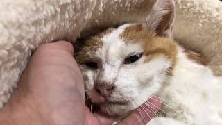 愛されベテラン地域猫、終の住処でその瞳を閉じる The old feral cat 'Tsuyoshi',R.I.P