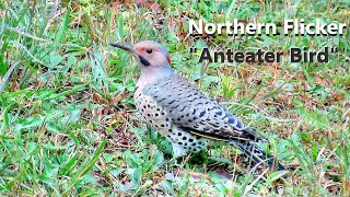 Northern Flicker Woodpecker Mini-Documentary