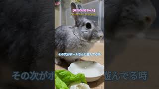 #うさぎ #rabbit 食いしん坊娘【うさぎ🐇】の可愛いをもっと増やしたい💖#かわいいうさぎ #bunny