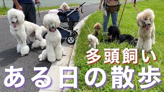 【多頭飼い】暑くなる前に7頭みんなで”あさんぽ”行っちゃおう！【プードル】